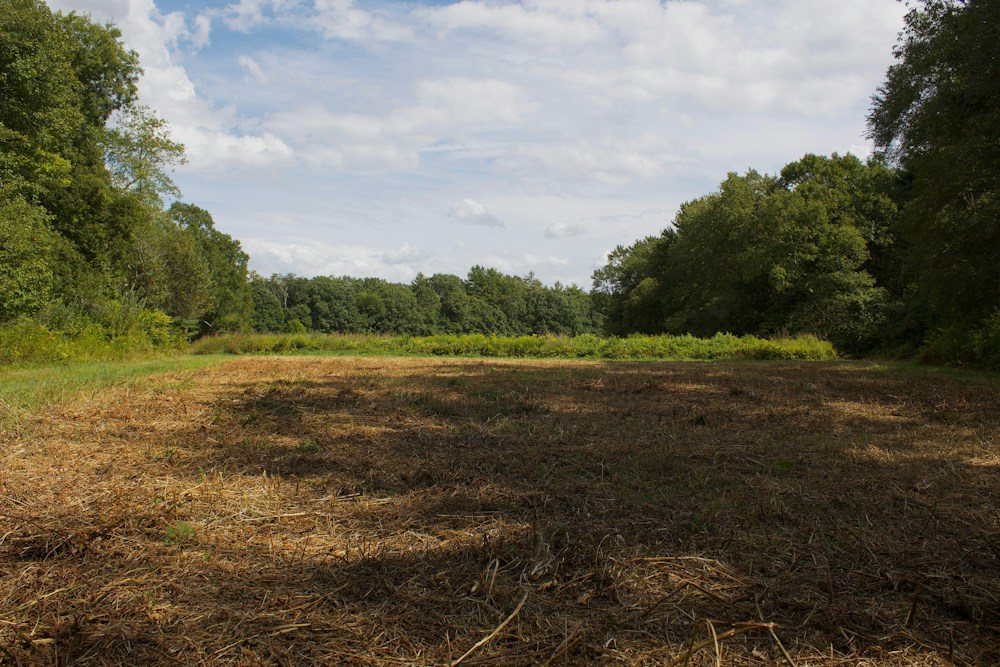A freshly cleared lot with mulched ground cover, tree line behind it