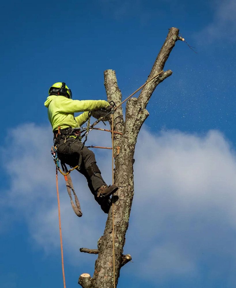 A climber topping a bare trunk against a blue sky