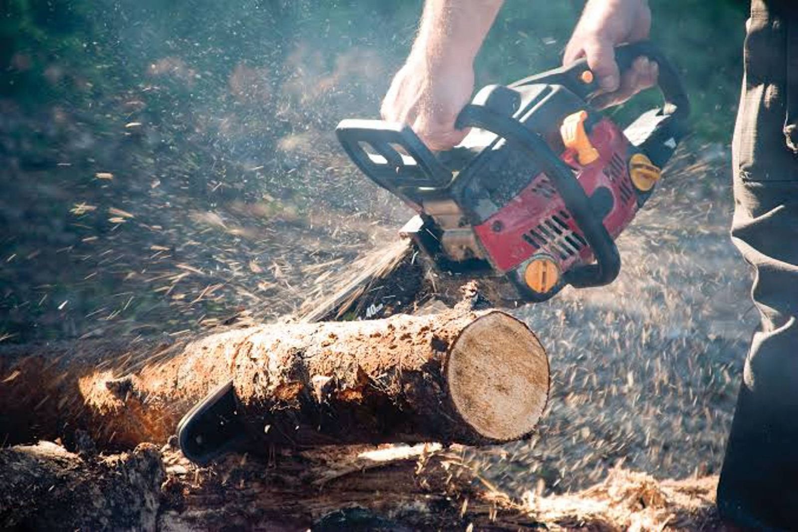 A chainsaw bucking a log, sawdust flying