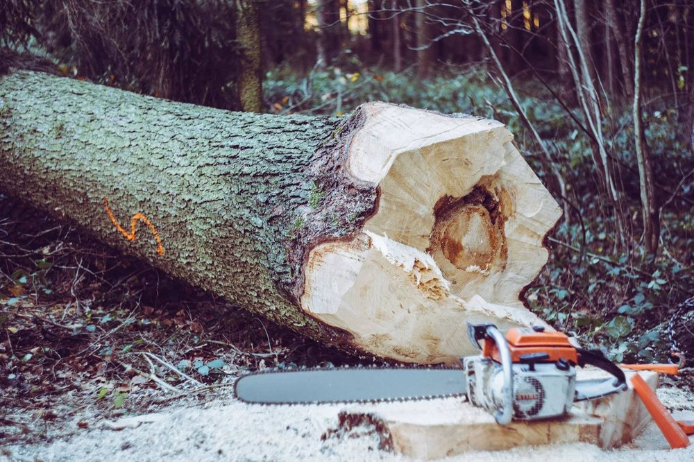 A felled trunk cut into sections with a chainsaw resting on it
