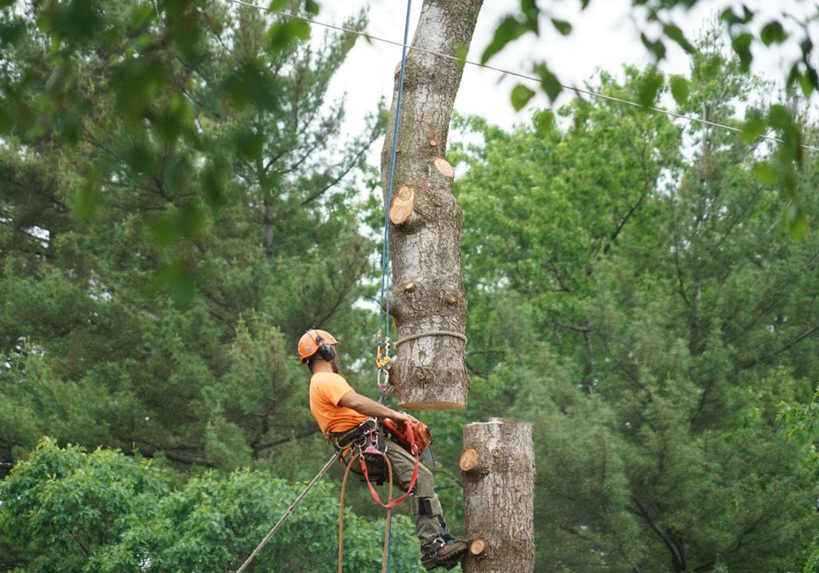 A climber in an orange helmet working high in a tall pine