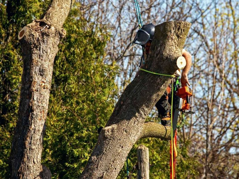 A climber roped into a hardwood cutting a limb with a chainsaw