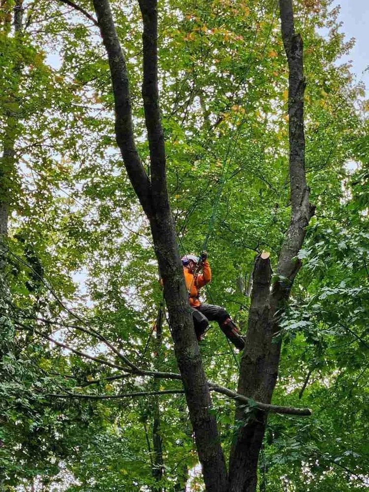A climber high in a leafy canopy during a removal