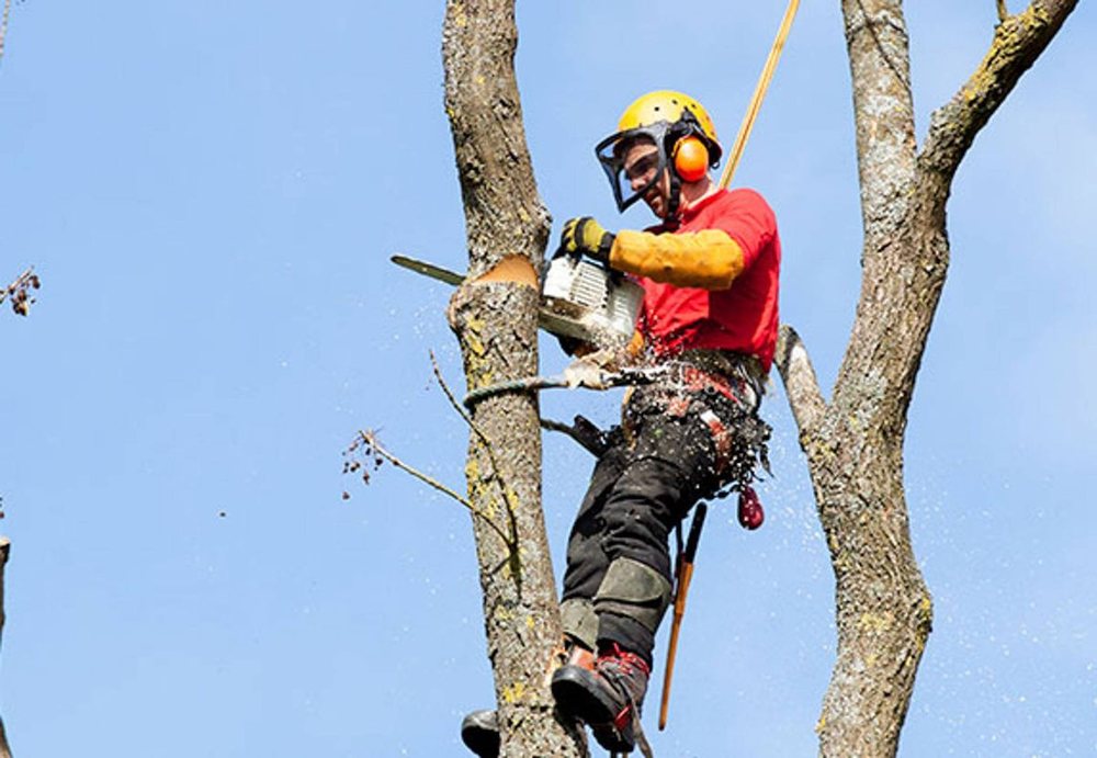 A climber in a red shirt and yellow helmet cutting a limb