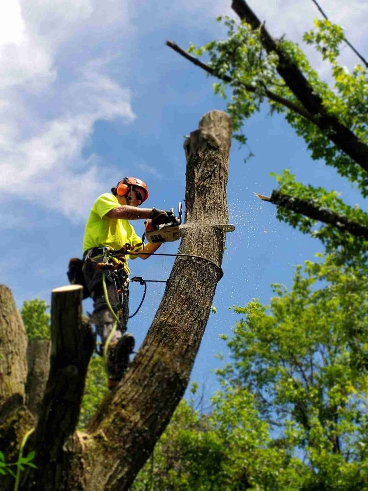 A climber in a yellow shirt topping a trunk