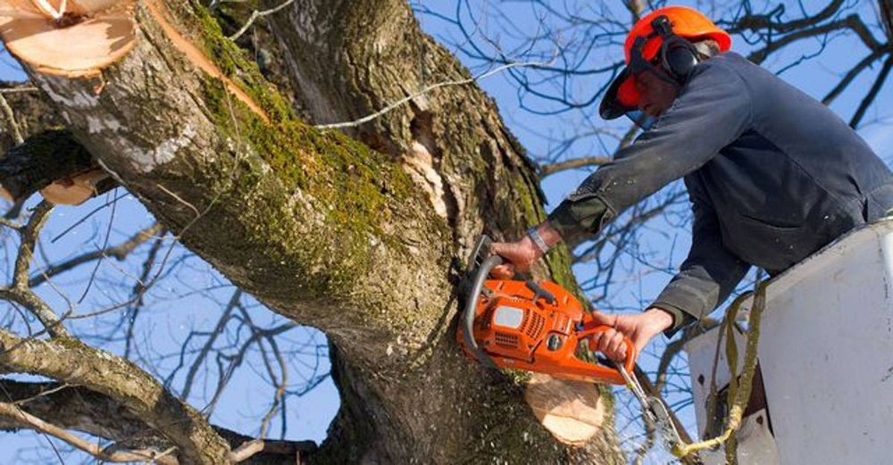 A climber cutting a large limb with a chainsaw