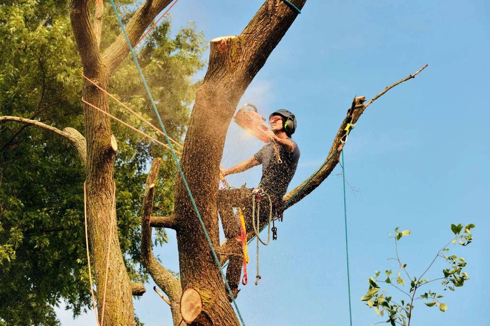 A climber roped into a tree against a blue sky, sawdust in the air