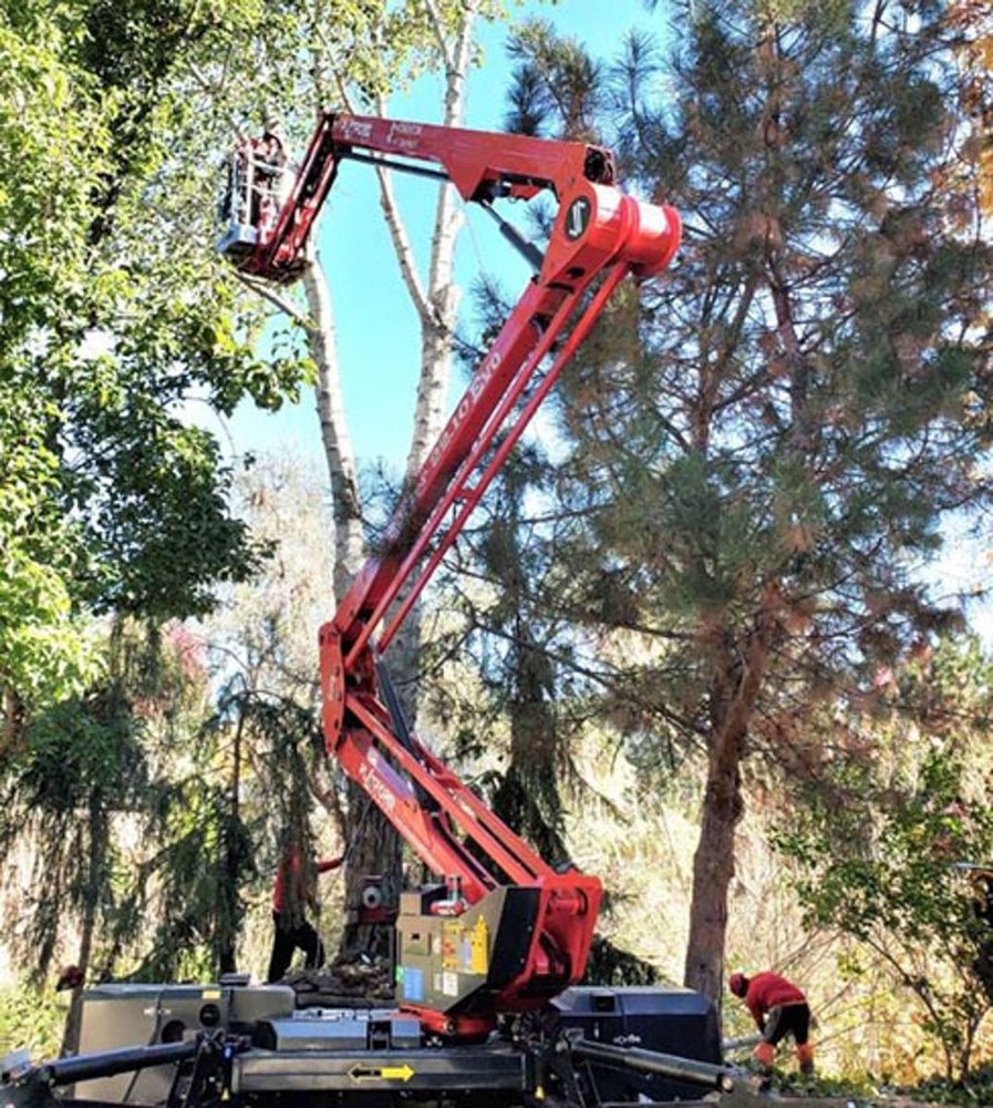 A tracked compact lift raised into a tree canopy