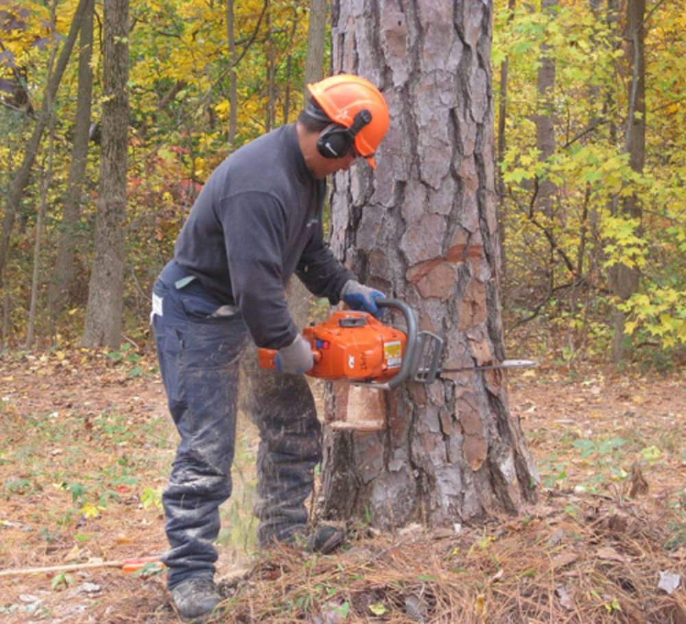 A worker felling a pine with a chainsaw in a wooded lot