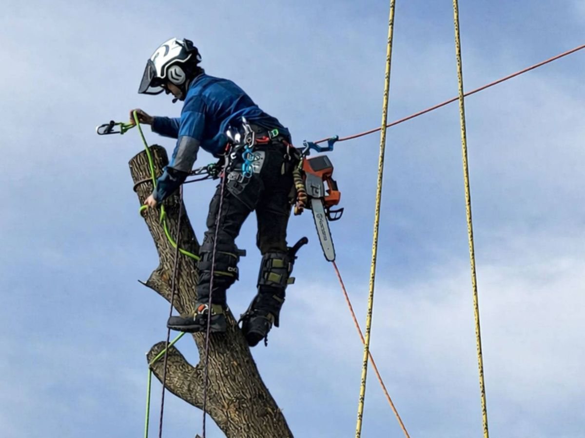 A climber on rigging lines working a limb high in a tree