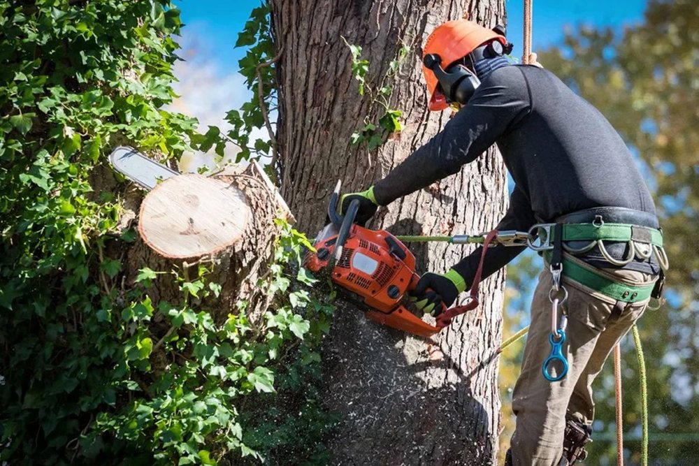 A climber cutting a trunk section with an orange chainsaw