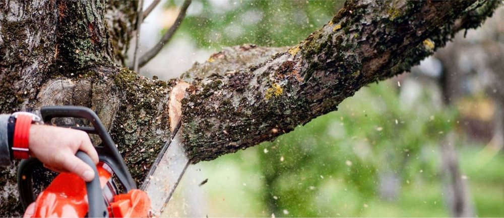 A chainsaw cutting through a branch, wood chips flying