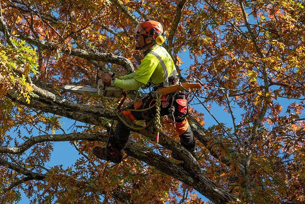 A climber in a high-visibility shirt working in a canopy in fall