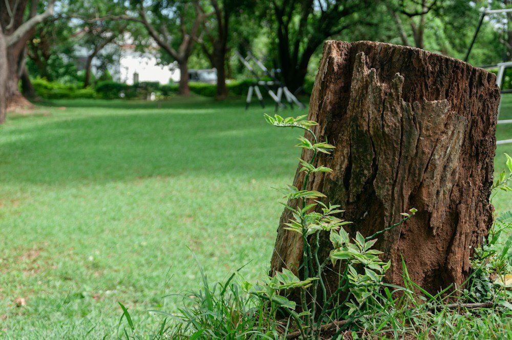 An old weathered stump sitting in a mowed lawn, before grinding