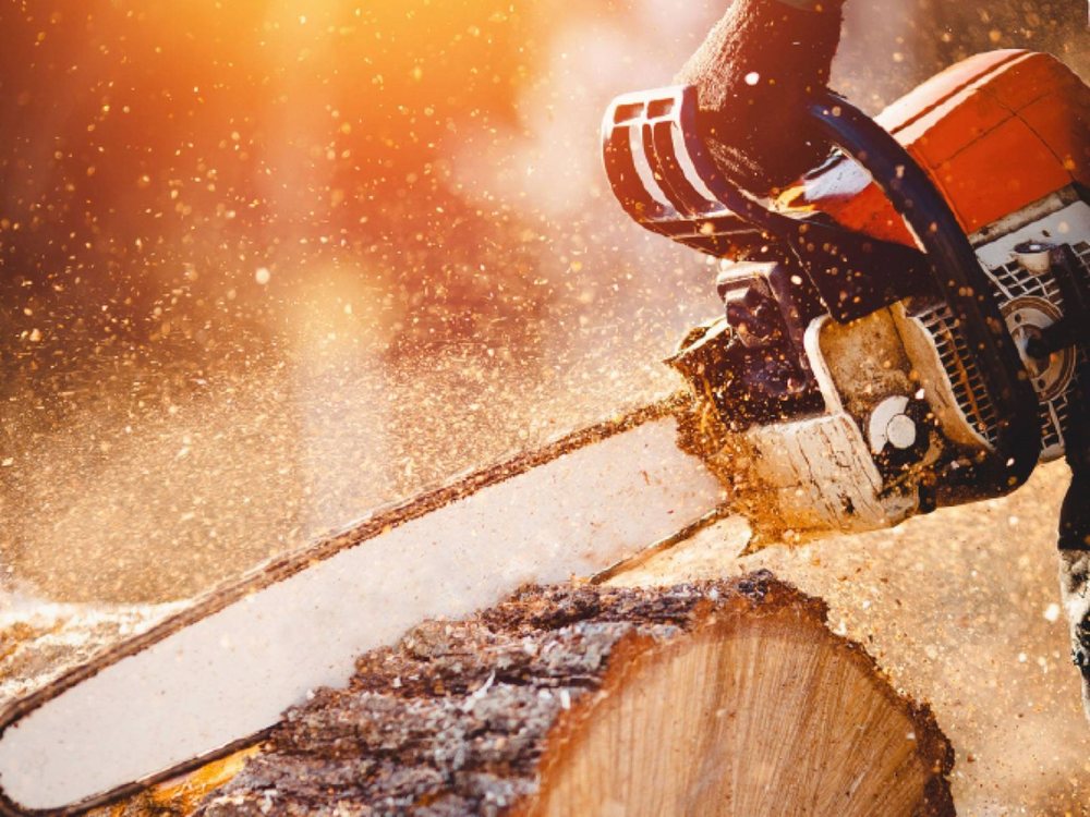 A chainsaw bar cutting through a log, backlit sawdust in the air