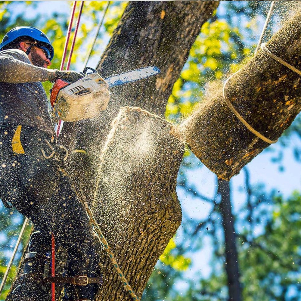 A climber sectioning a trunk with rigging during a tree removal