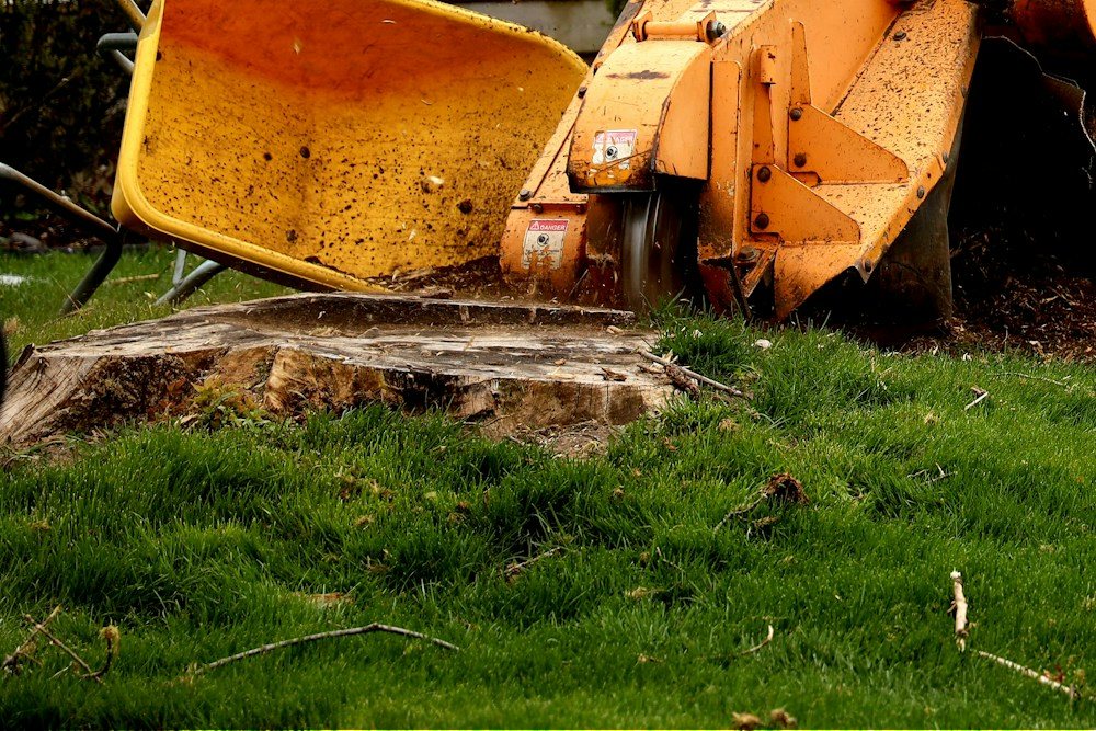 Close-up of a stump grinder's cutting wheel against a stump